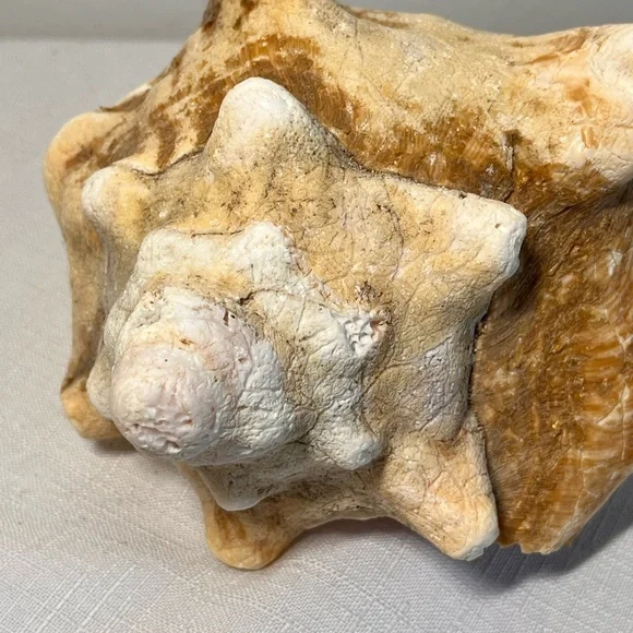 Natural Conch Shell Seashell Decor - Picture 5 of 7